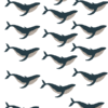 ⁦מדבקות קיר WHALES⁩ – תמונה ⁦2⁩